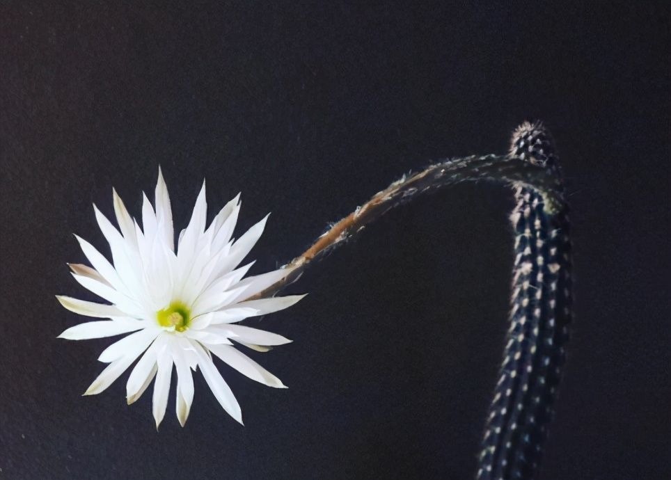 仙人球中有六个品种，它们是“开花劳模”，条件达到可以四季开花