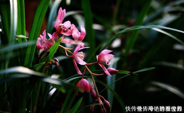 哪种兰花香,怎样才能买到比较香的兰花?3点建议,选到香兰不难