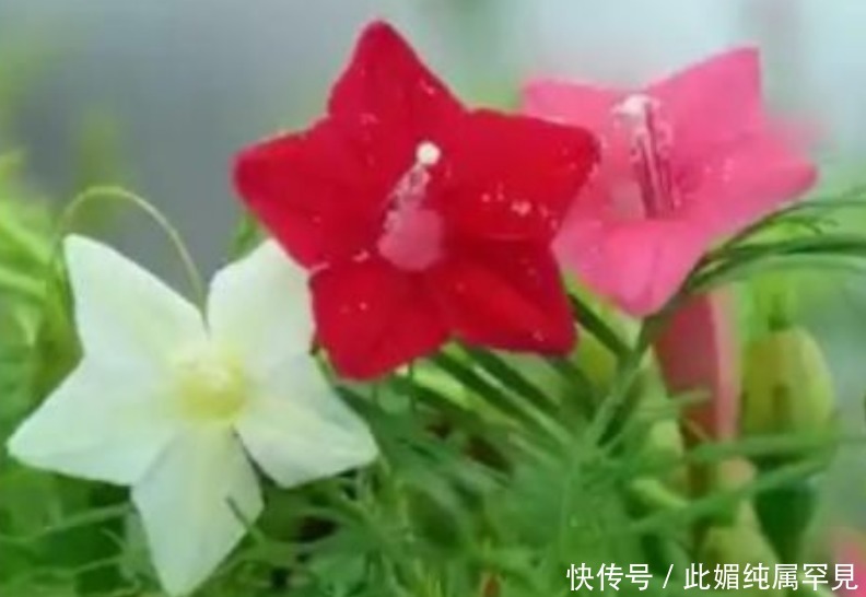 “4种花”好养又漂亮,开花不断,人见人爱,懒人新手都能养好!