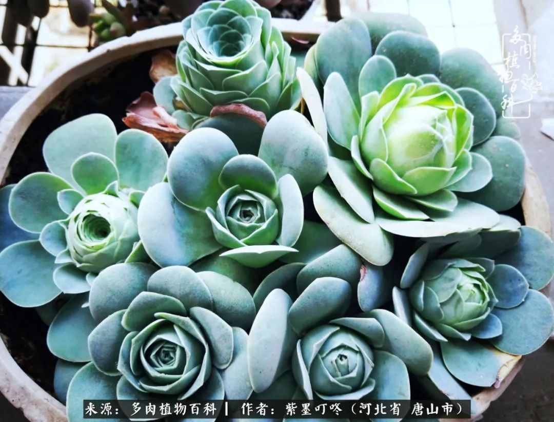 疗愈|从平凡中寻找美感,从噪杂中寻找宁静——多肉给予我的心灵疗愈!