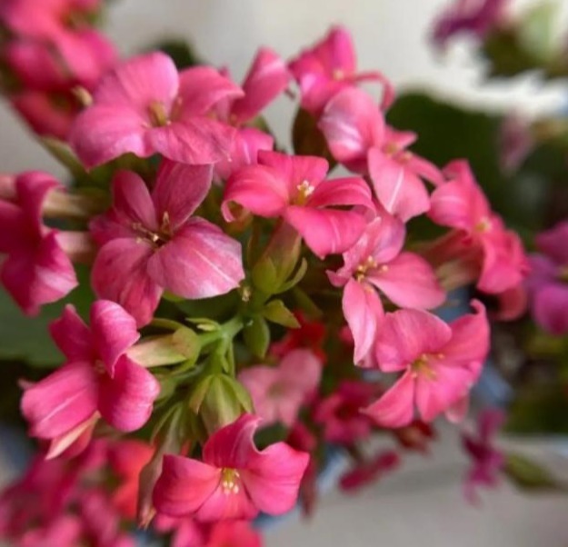 75个长寿花品种,一个比一个美,一起来认识一下吧!