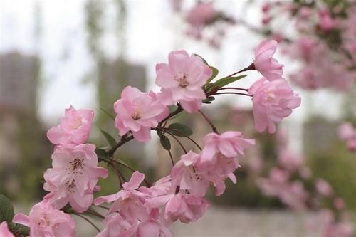 陌上花开，赴一场春天的约会【图】