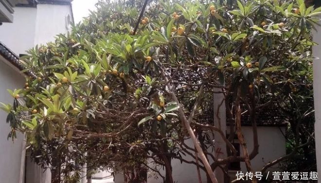 庭院种什么树最吉利,还好看?