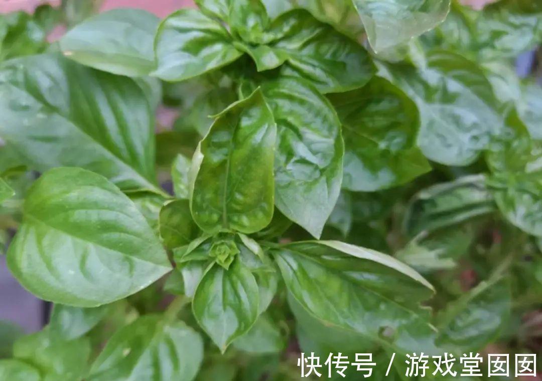 6种香草盆栽,掐个叶子就能吃,味道清香四溢!