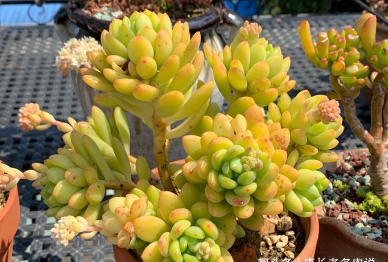 给多肉春萌老桩换盆?稍有点迟,但也可以进行,因为后面有小阳春