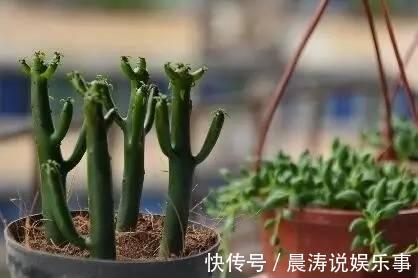 大和锦|多肉长残的照片,看一次笑一次,根治各种抑郁