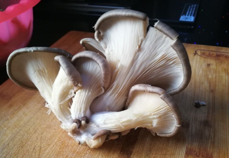 买平菇，挑大的还是小的？菇农教你4个妙招，新鲜品质好，更好吃