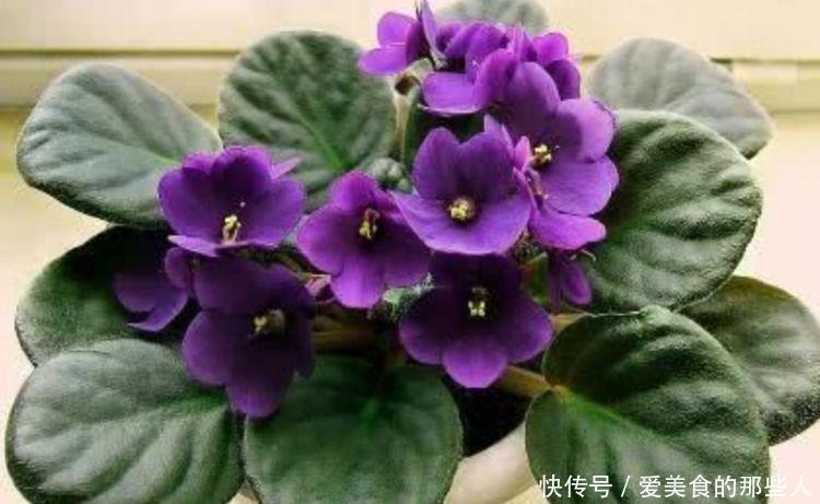 紫罗兰|4种花被称为开花王,年年开花不断,颜值超高的