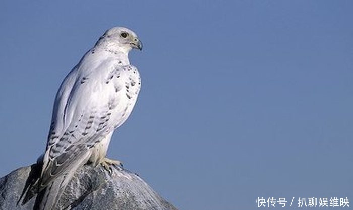 团案|国外博物馆有个金冠,上面有神秘鸟形团案,究竟是什么鸟无人知道