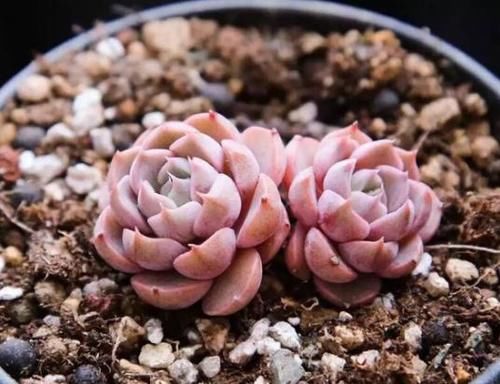 新手养无根多肉发根难!学会这2招,7到10天就生根