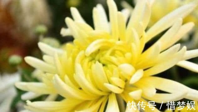 排毒|泡菊花加一宝,每天一杯,排毒抗衰,视力好了,肝也健康!