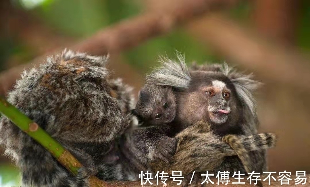 南美洲&《山海经》中“人面兽”现身南美洲,长相软萌,引无数专家前往