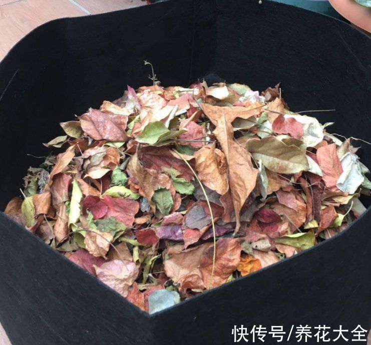 养花总得沾点"灰",花卉健康长势好,这下捡到宝了