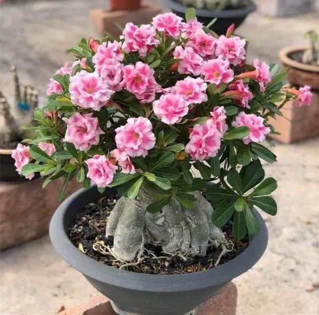 2种植物长得旺,2年不换盆,根系新芽“撑破”花盆