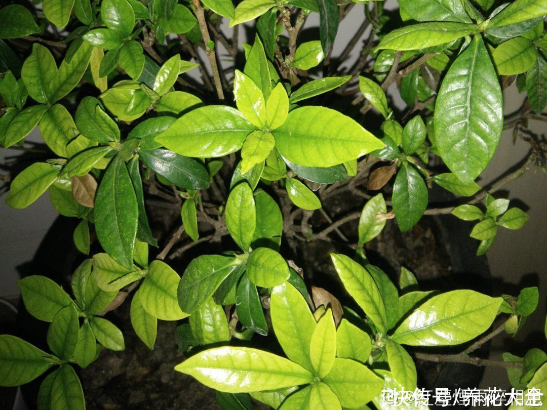 月季|养花“黑名单”实在太难养，心累