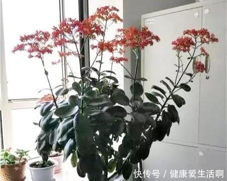 长寿花养5年,窜到一米八,三枝托九叉,开成花树,震撼全家!