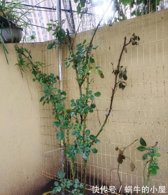 中苗|网购月季,选好品种,货比三家,多看评论,买中苗最划算!