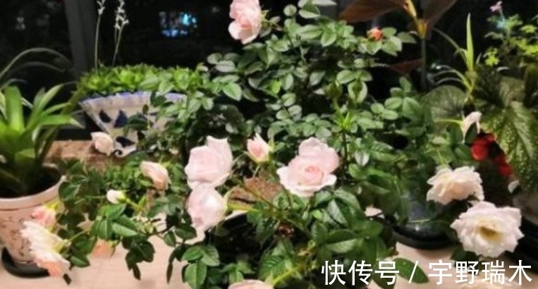 回归|一周过后，桃花运回归，触碰真爱，和旧爱再坠情网