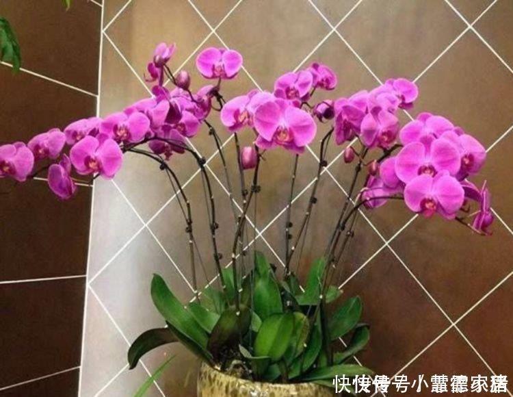 花卉市场最畅销的4种花,漂亮又好养,养几盆家里变花海!