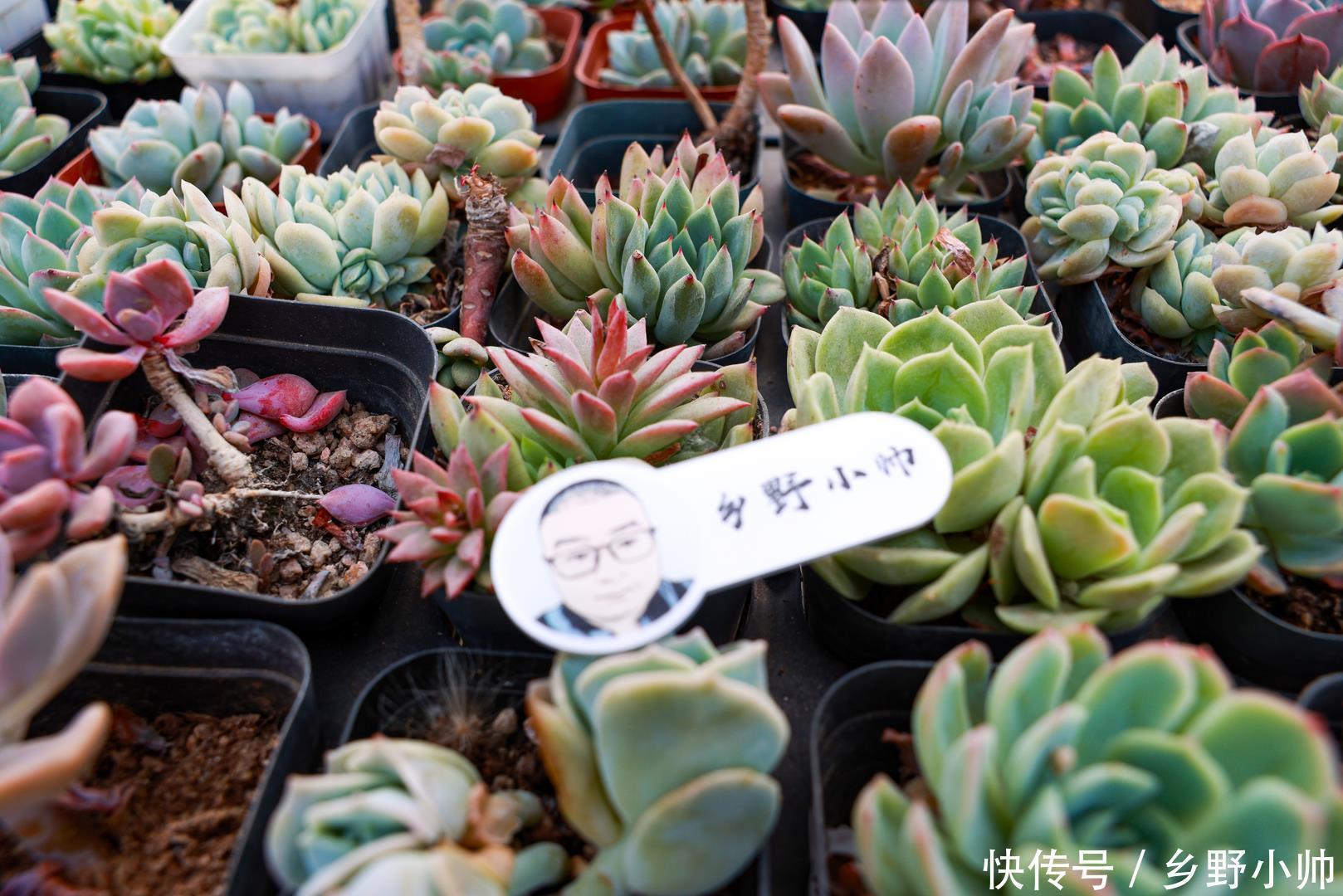 小帅|多肉适合虐养,越虐越好看,浇水篇