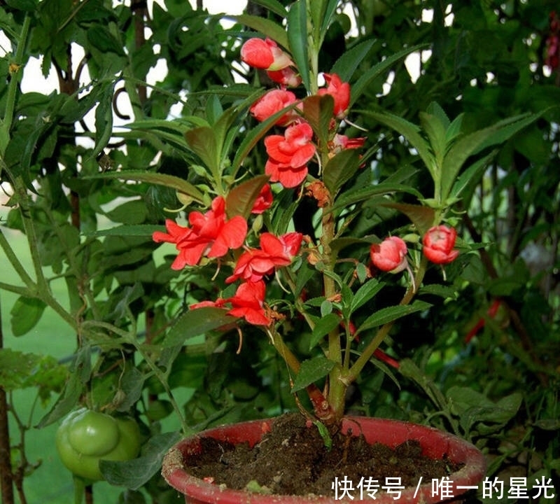 十个人九个月子病,每天一物活血调经,子宫干净了,黑臭宿便没了