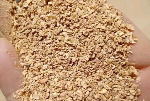 骨粉|养君子兰、长寿花,盆里撒点“万能肥”,新芽猛长,呼呼开花!