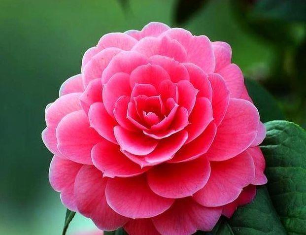 4种花一定要养,花开爆盆美如花,枝头窜满花苞,入手不亏