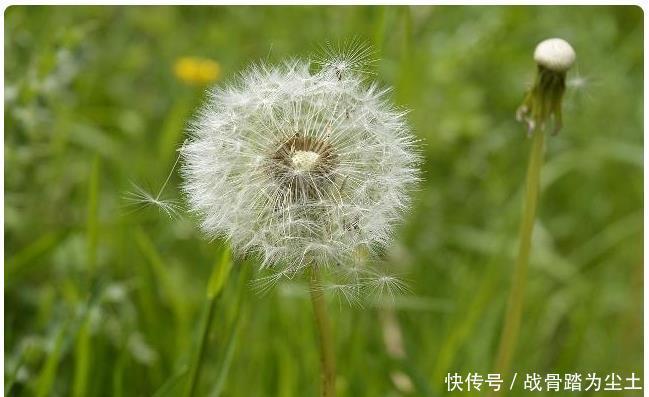 “它”和蒲公英是黄金搭档,连喝3天,胃变好了,肝也舒服了