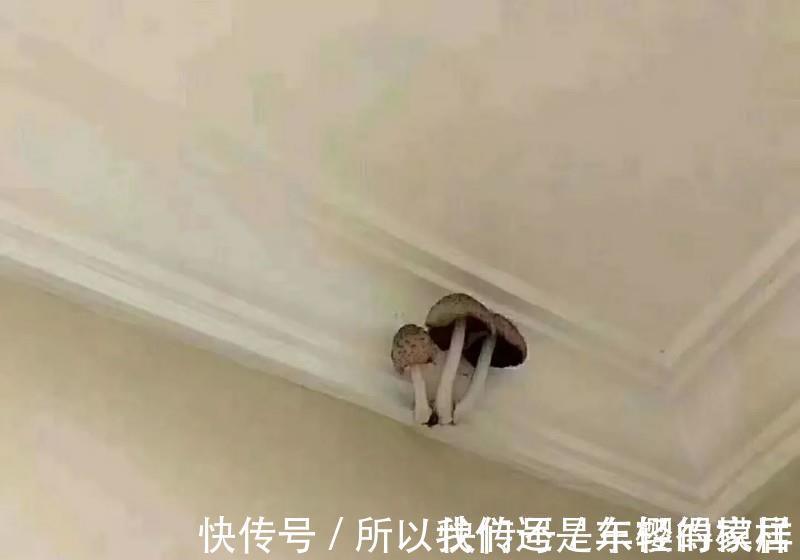 浴霸|装修不要做“马后炮”,要做最接地气的决定,现在住着很幸福!