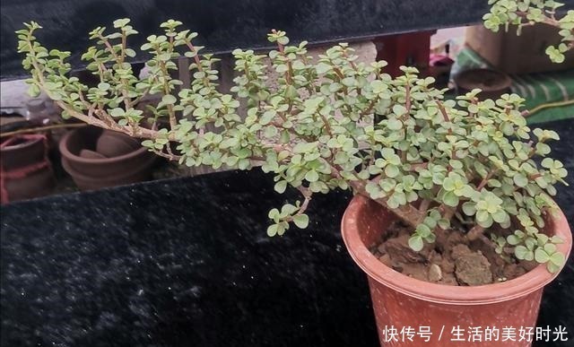 养分|金枝玉叶养成盆景,不只是简单的浇水,还应做好这几件事!