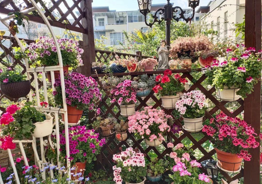 养花技巧:大冬天,她家的小院开满200盆花,全家人过年围着看!