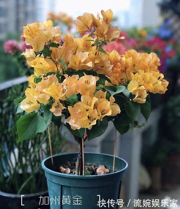 爆盆|喜欢三角梅“花朵爆盆”，首选8个品种，养护记住4个“小技巧”