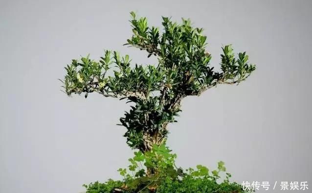 10年前一盆上万,10年后一盆十块,烂大街的黄杨,被玩坏的盆景