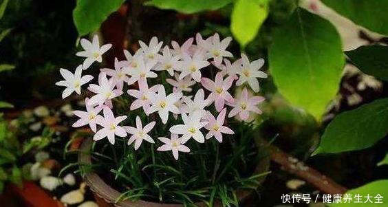 家庭养花选谁合适首选4种花,好看又好养,花期长、开花数量多!