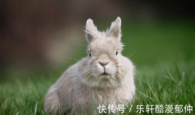 生肖|大金狗和哪些生肖最般配天造地设，郎才女貌，婚后越来越富裕