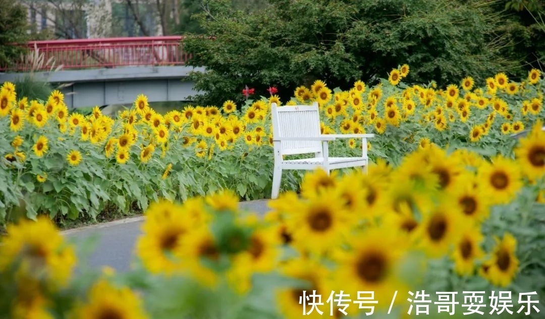 花海|今秋的向日葵花海迎来最佳观赏期，还有公园免费送花