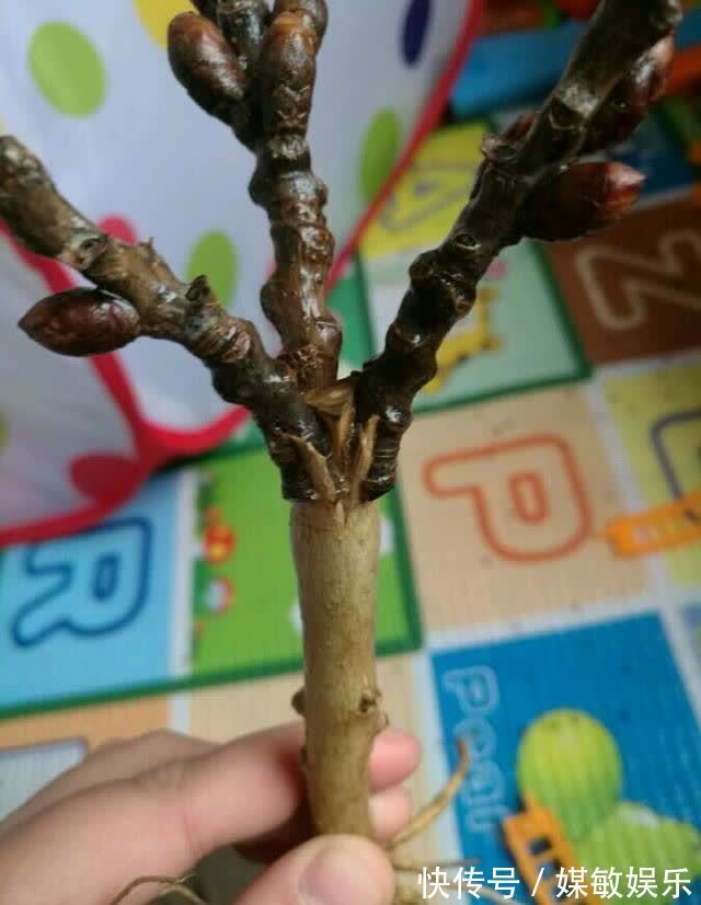 4种“陷阱”花，不适合新手，花店遇到要避开，别白花买花钱