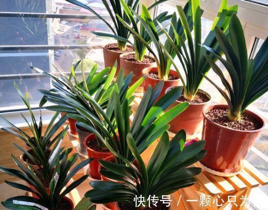 温差|君子兰“夹箭”开不动?学会2招,只要7天,就把花箭拽出来