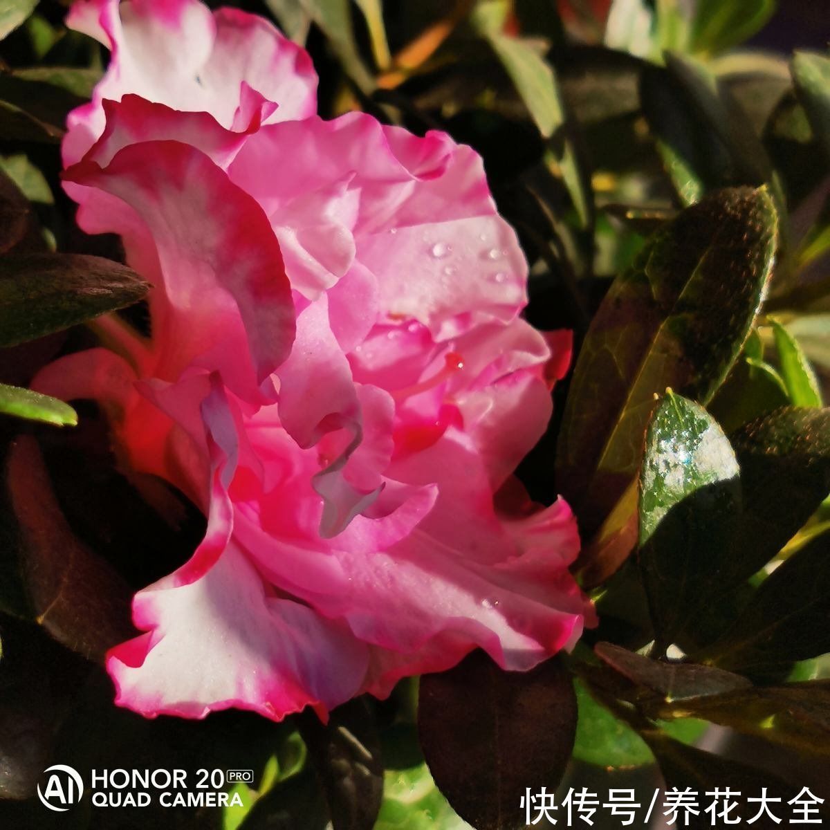 花友|“养花圈”最坑人的3种花,老花农都入过坑,买回家就是浪费钱