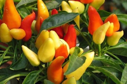 人到中年想长寿，常吃以下食物，健胃消食，降压减脂，好处多多