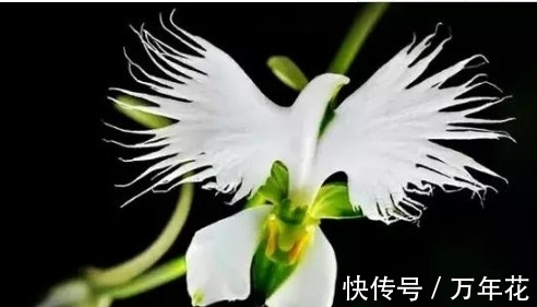 世上最奇异的“5种花”,1个比1个奇葩,太难得一见,第3个正盛开