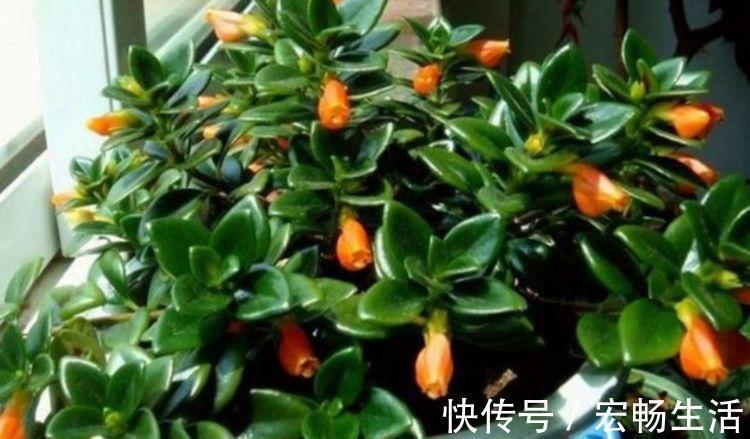 颜色|4种花,扔土里就能开花,花期长,颜色丰富,年年开花美翻