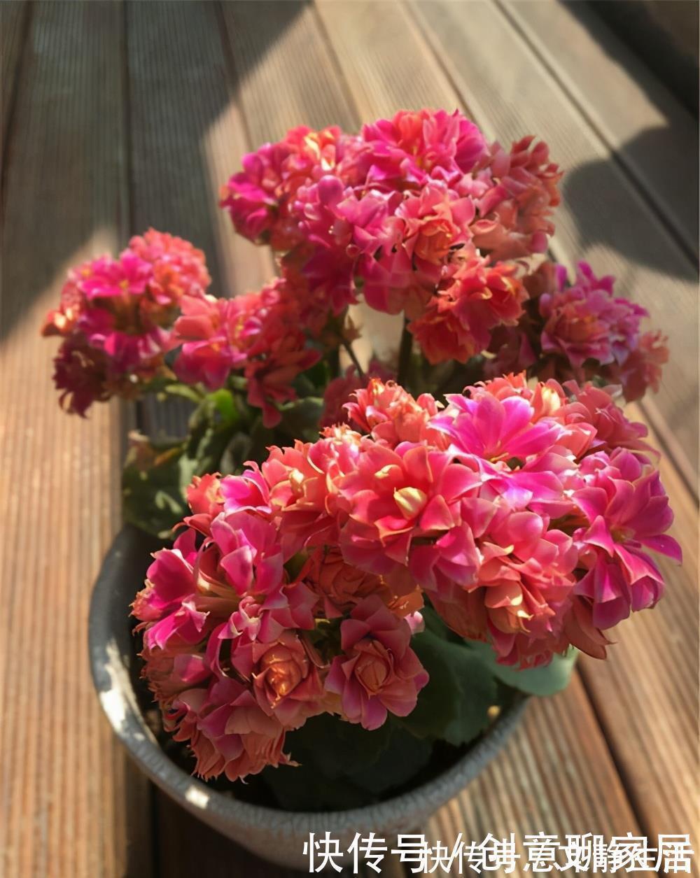 长寿花为什么不开花？先不要放弃，可能是花期推迟了