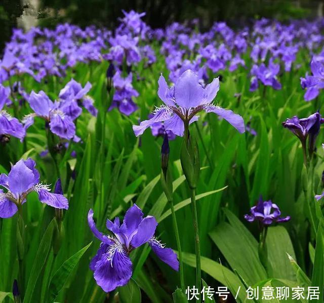 插土就能活!大半个月不用浇水,繁殖掐枝就能活,适合懒人