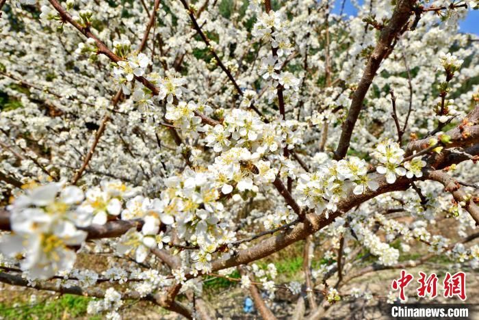 福建泉港：迎春有“李” 致富花开