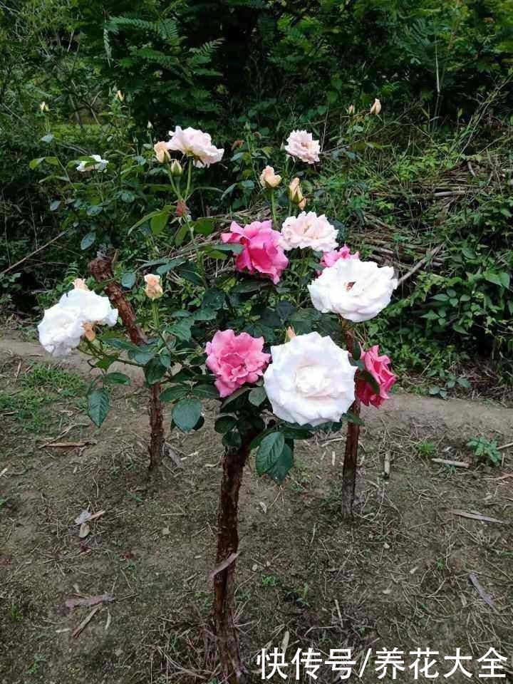 花花|辛辛苦苦养的花,让人偷着剪光了,真的太生气