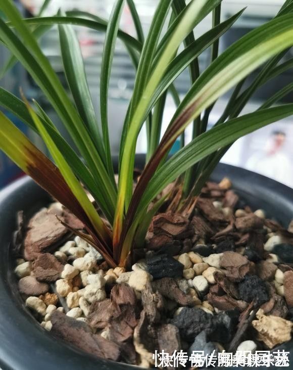 黄叶子|种兰花,植料不用买,公园里捡一些松树皮,养兰花促进开花