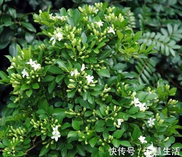 九里香盆景|此花第一香，浇水就疯长，花开200天不落地，养不死