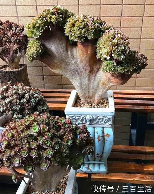 一日三餐|养肉的最高境界,多肉都缀化了,长成了小树桩,像极了孔雀开屏