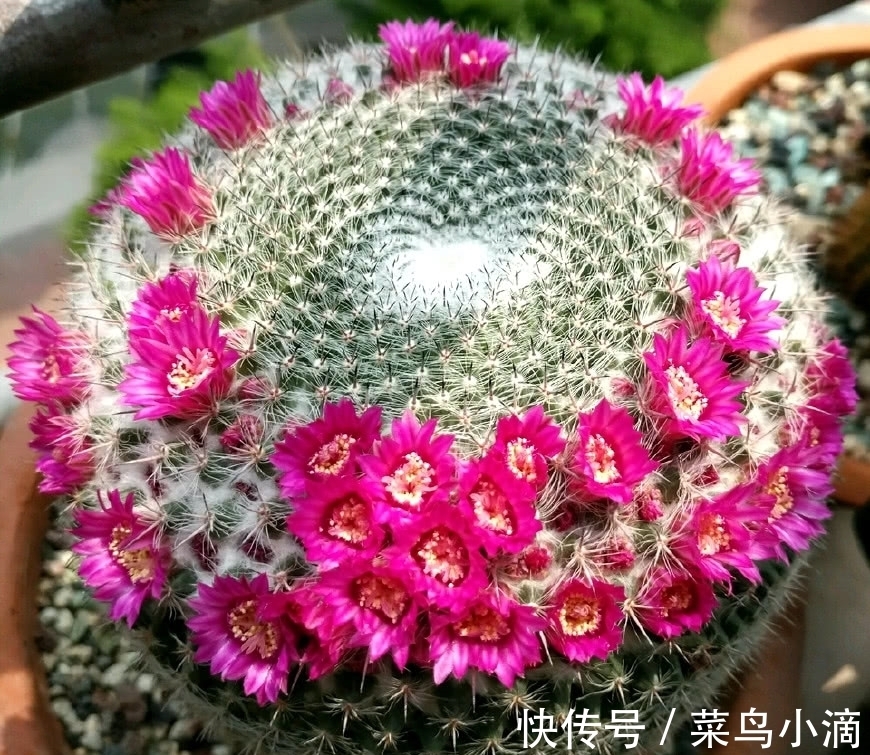 九种“皮实花”,多晒少管长得好,养成老桩更高档,绿萝没上榜